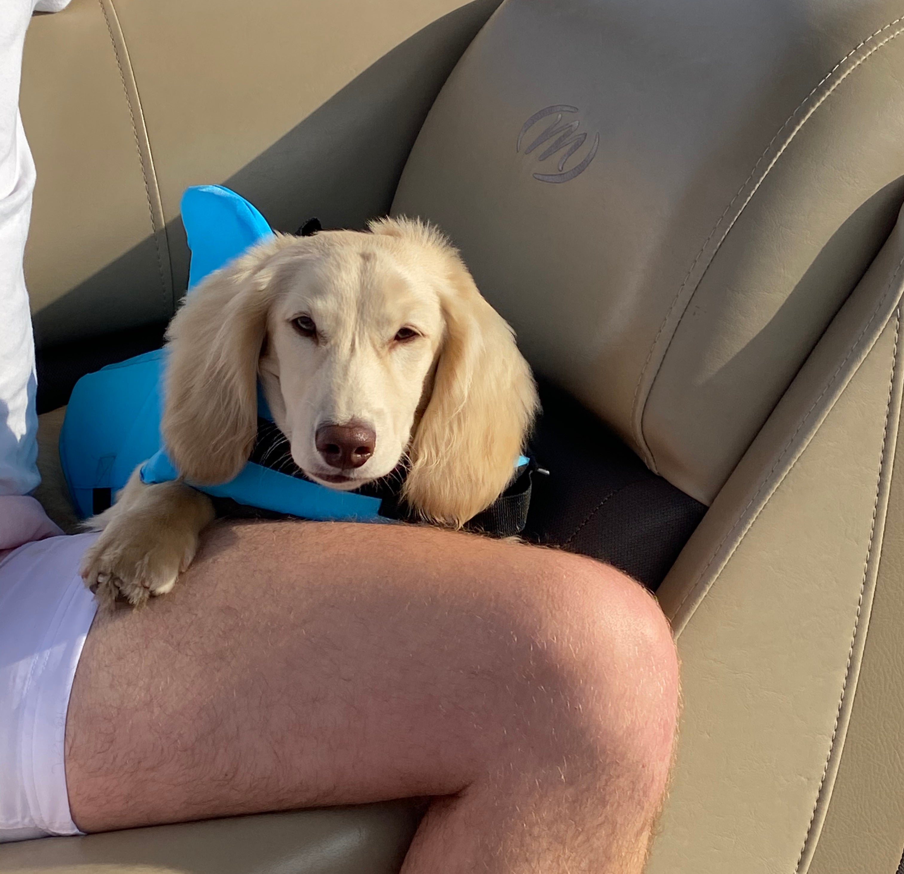 Shark Dog Safety Life Jacket