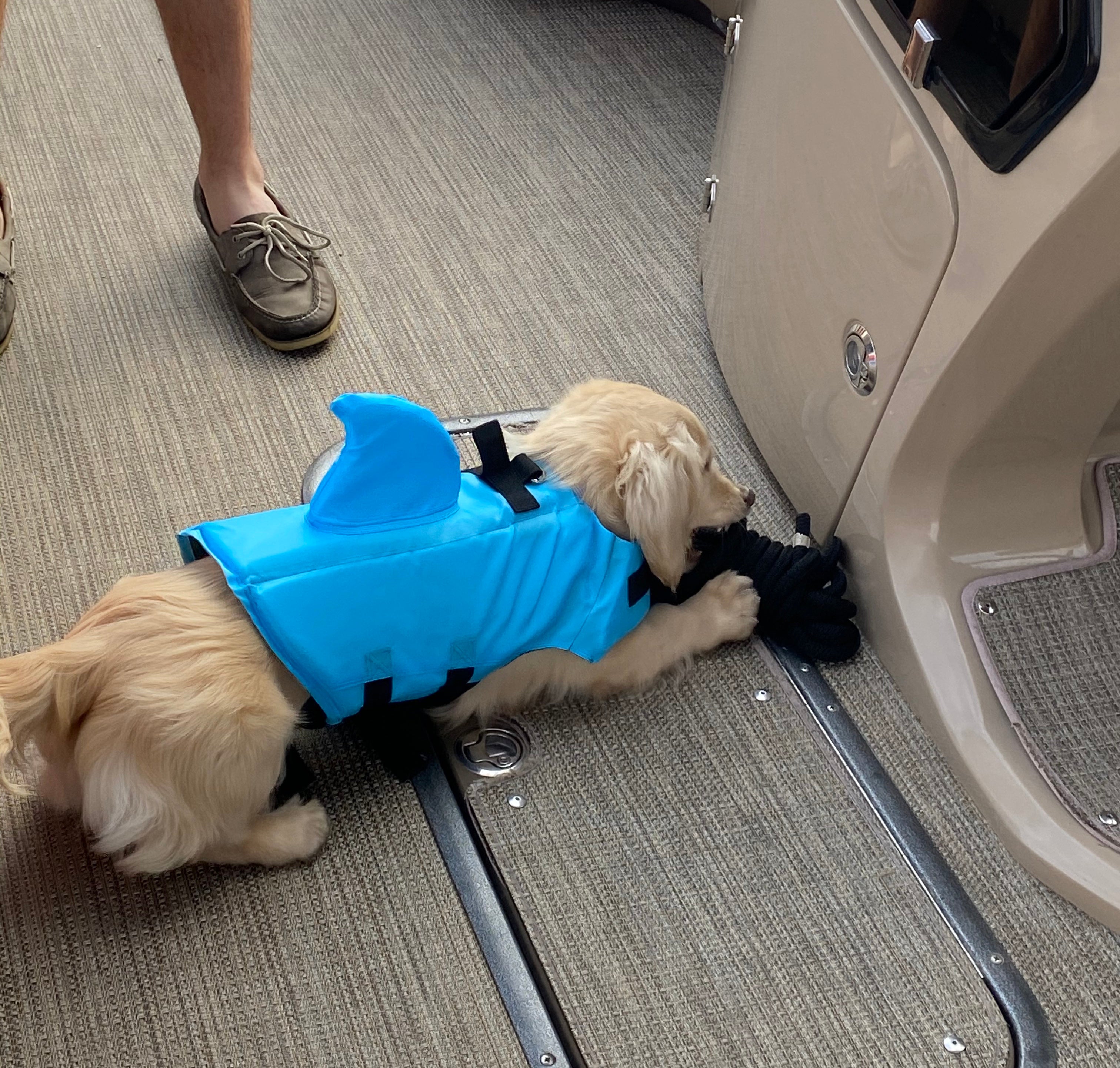 Shark Dog Safety Life Jacket