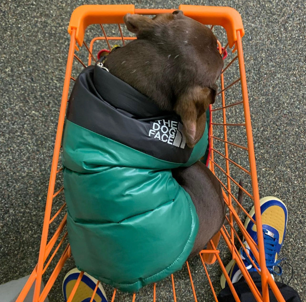 The Dog Face Jacket