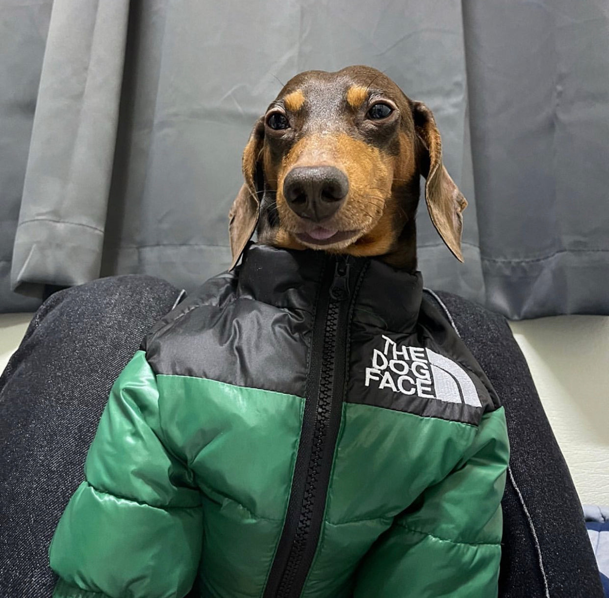 The Dog Face Jacket