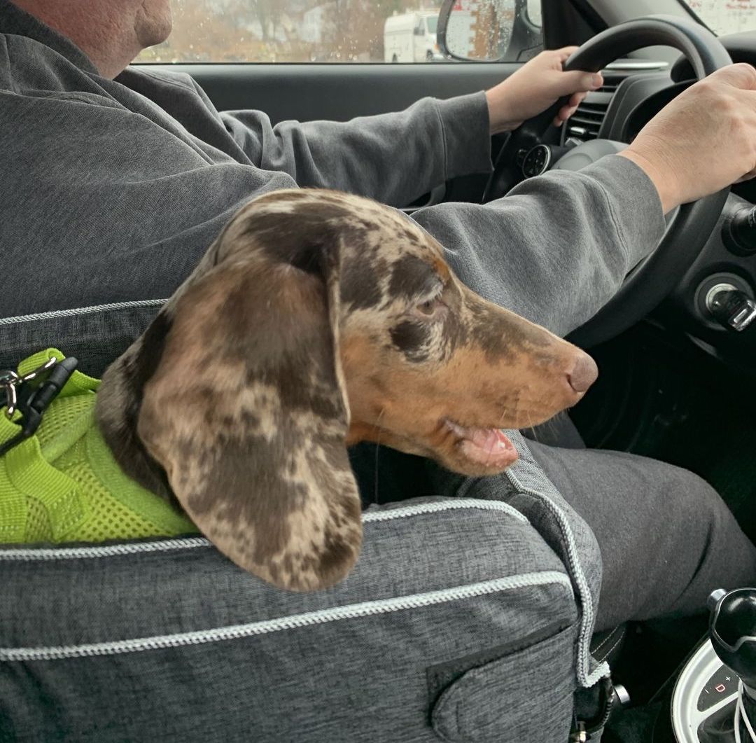 Portable Dachshund Dog Car Seat