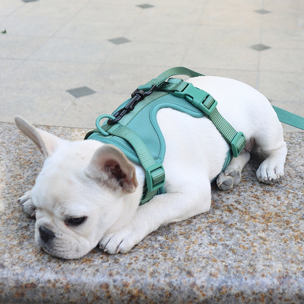 Dachshund Dog Harness