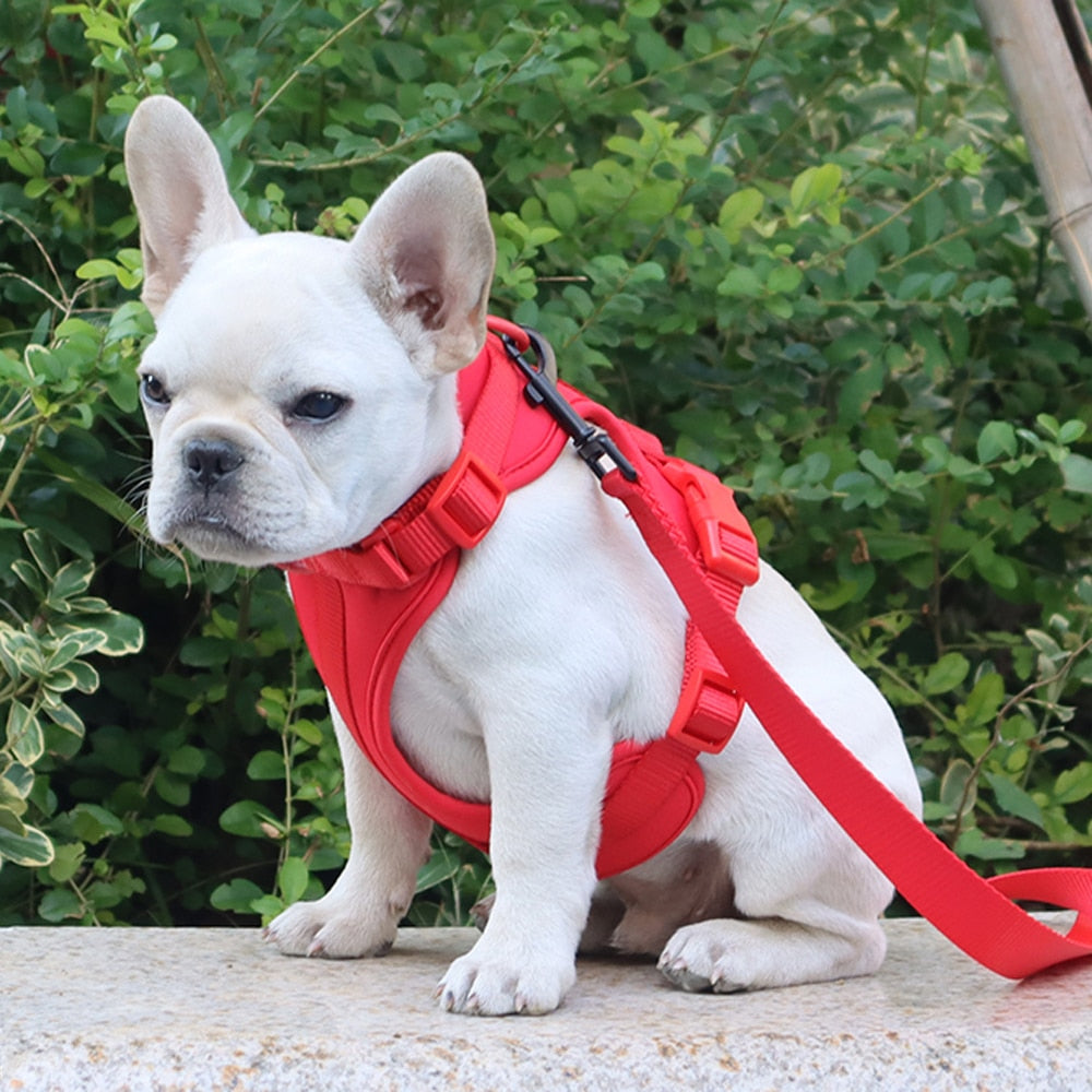 Dachshund Dog Harness