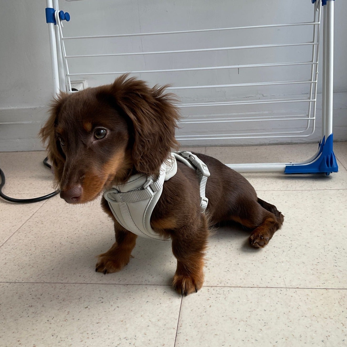 Dachshund Dog Harness