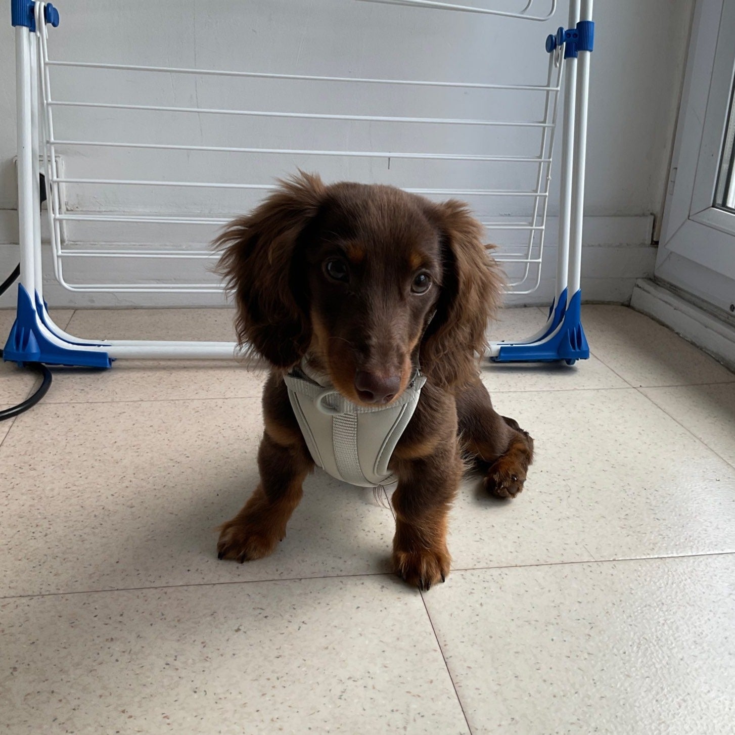 Dachshund Dog Harness