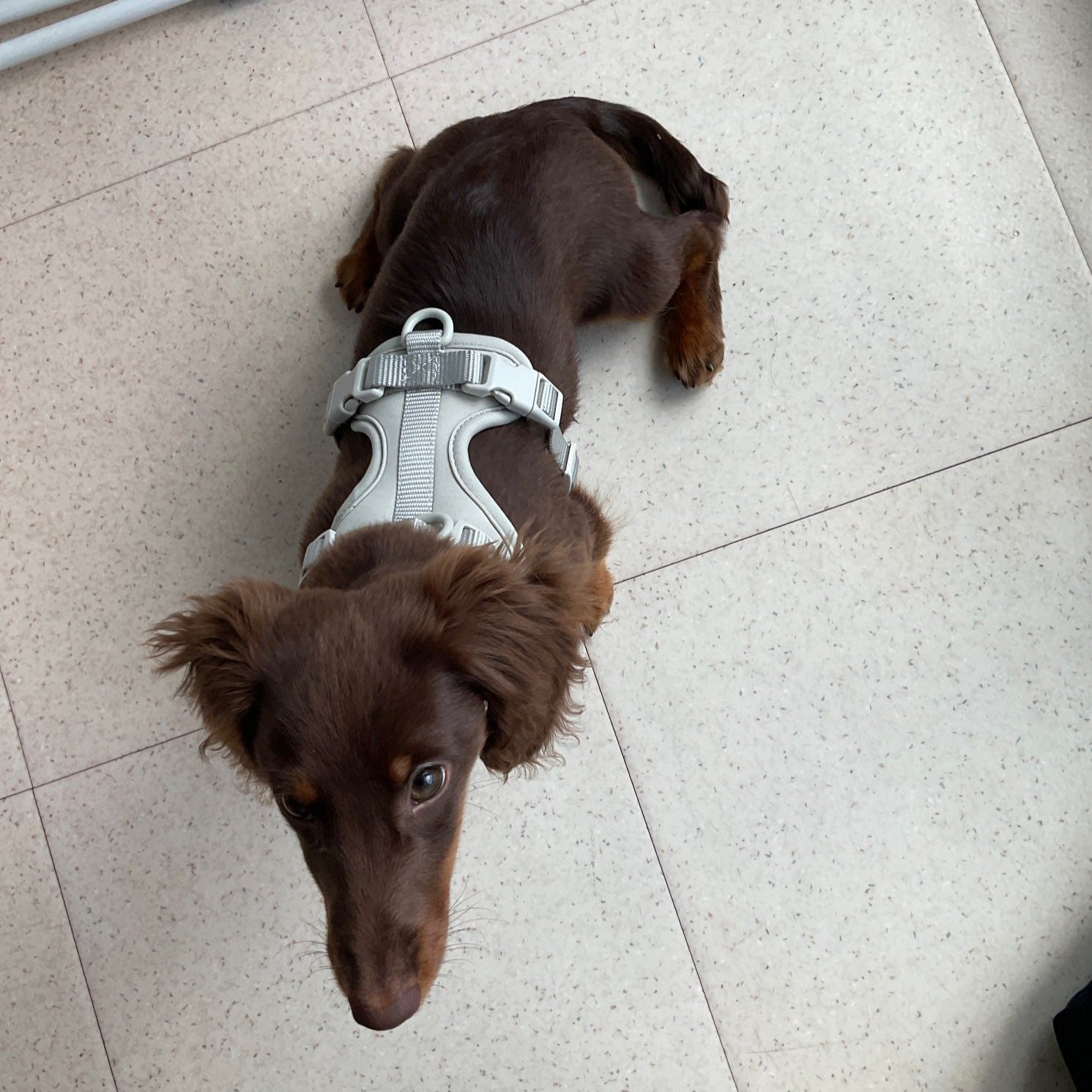 Dachshund Dog Harness