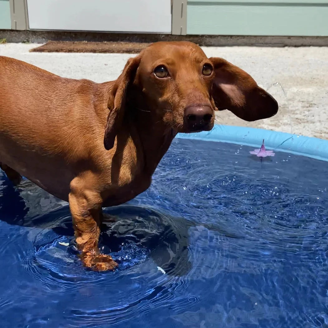 dachshund dog summer water pool