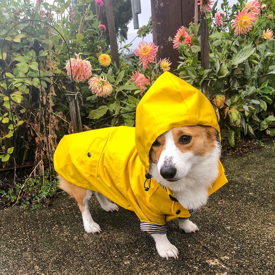 yellow dog windbreaker for dachshunds