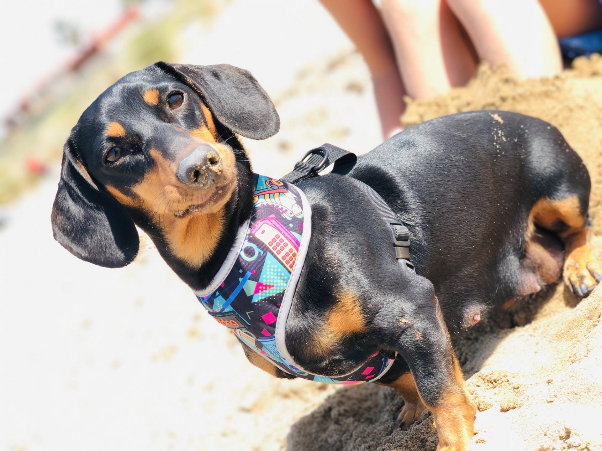 harness for dachshund