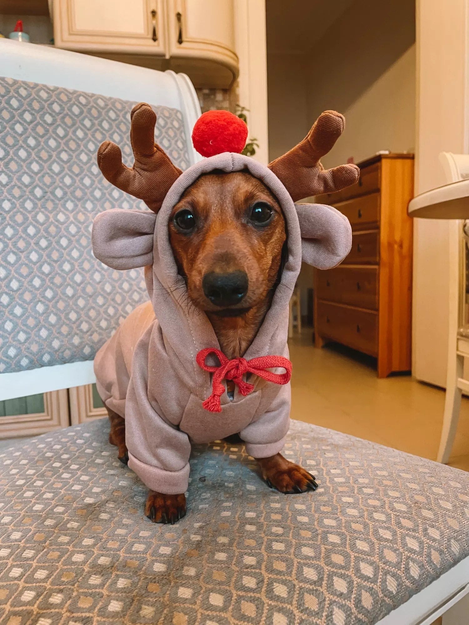 dachshund dog christmas hoodie reindeer dach planet