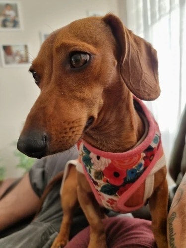 Romantic Flowers Dachshund Dog Harness