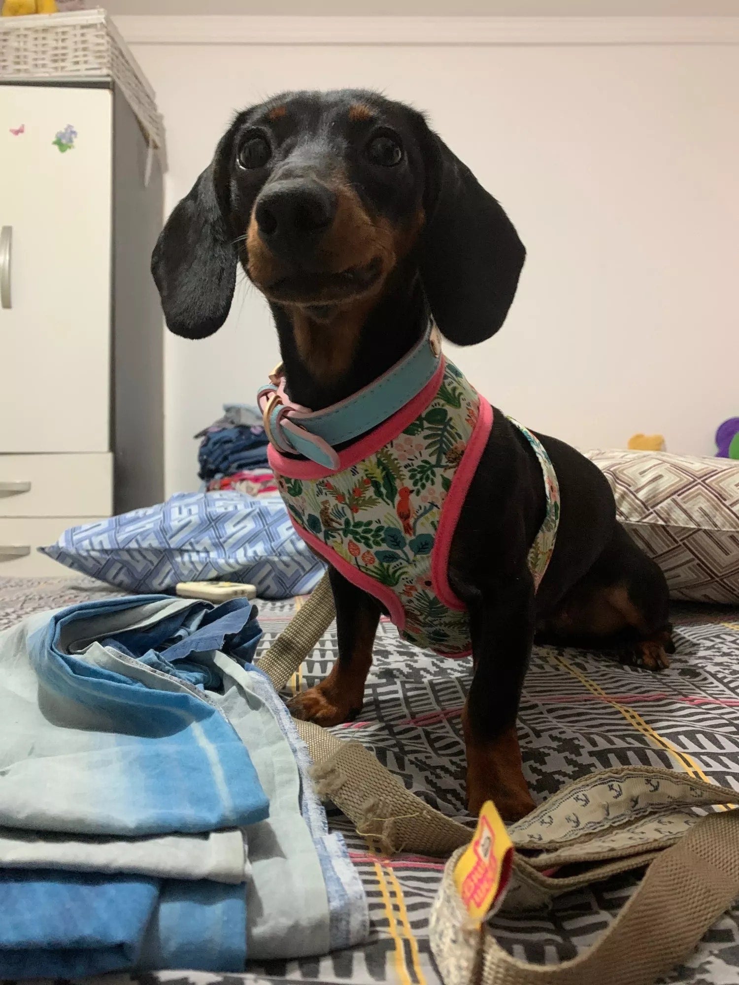 Romantic Flowers Dachshund Dog Harness