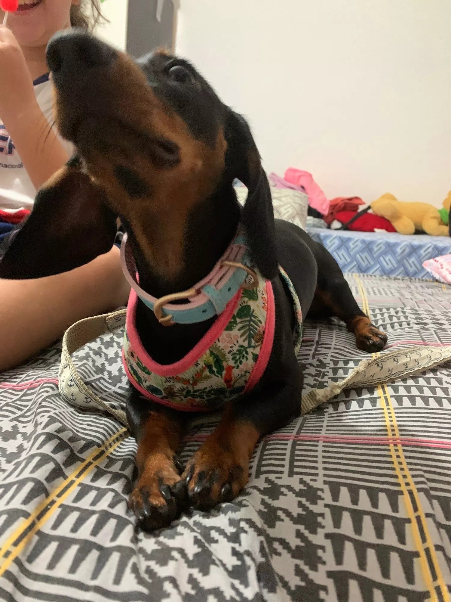 Romantic Flowers Dachshund Dog Harness