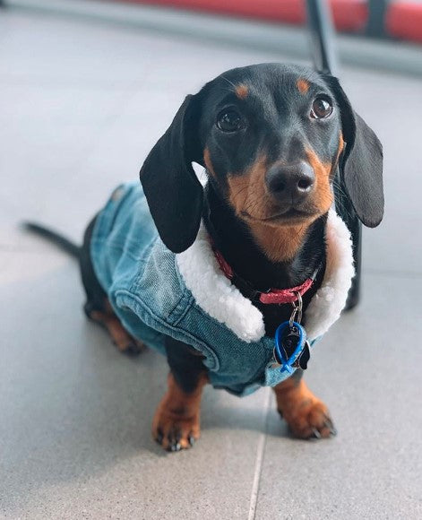 dachshund dog winter denim jacket dach planet