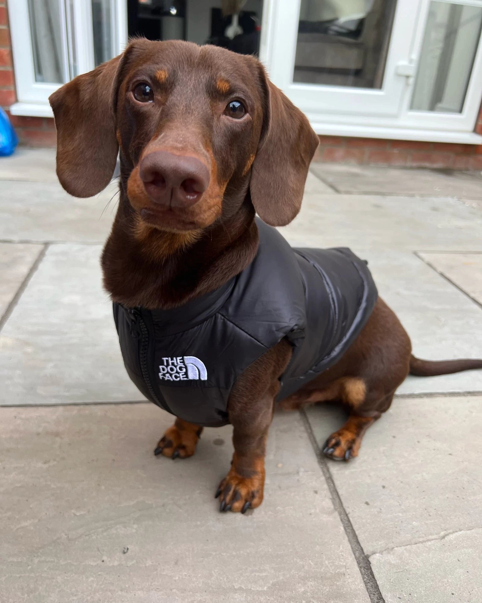 the dog face vest for dachshund