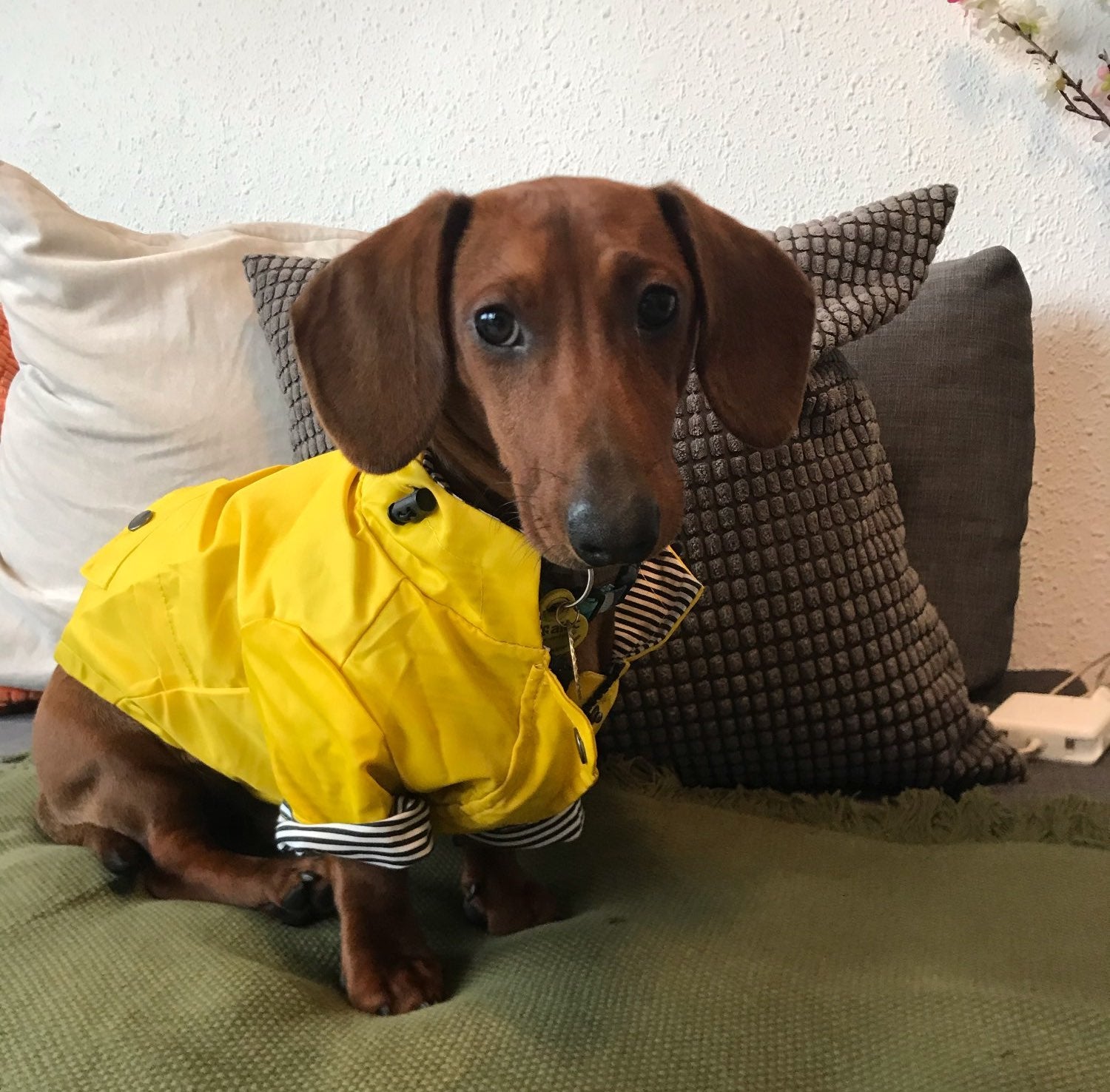 dachshund yellow dog windbreaker