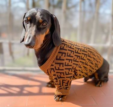 dachshund dog furdi winter brown sweater