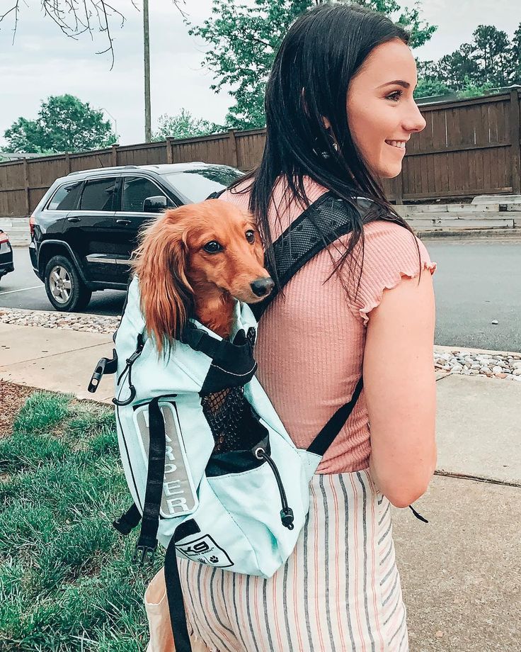 carrier backpack for dachshund