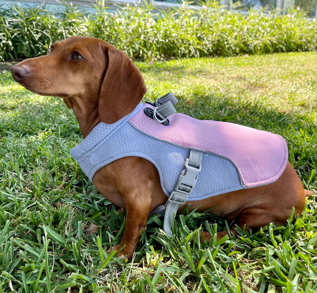 Cooling Vest for Dachshund Dogs