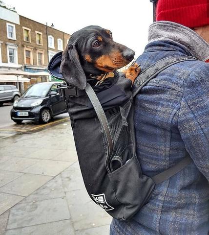 carrier backpack for dachshund