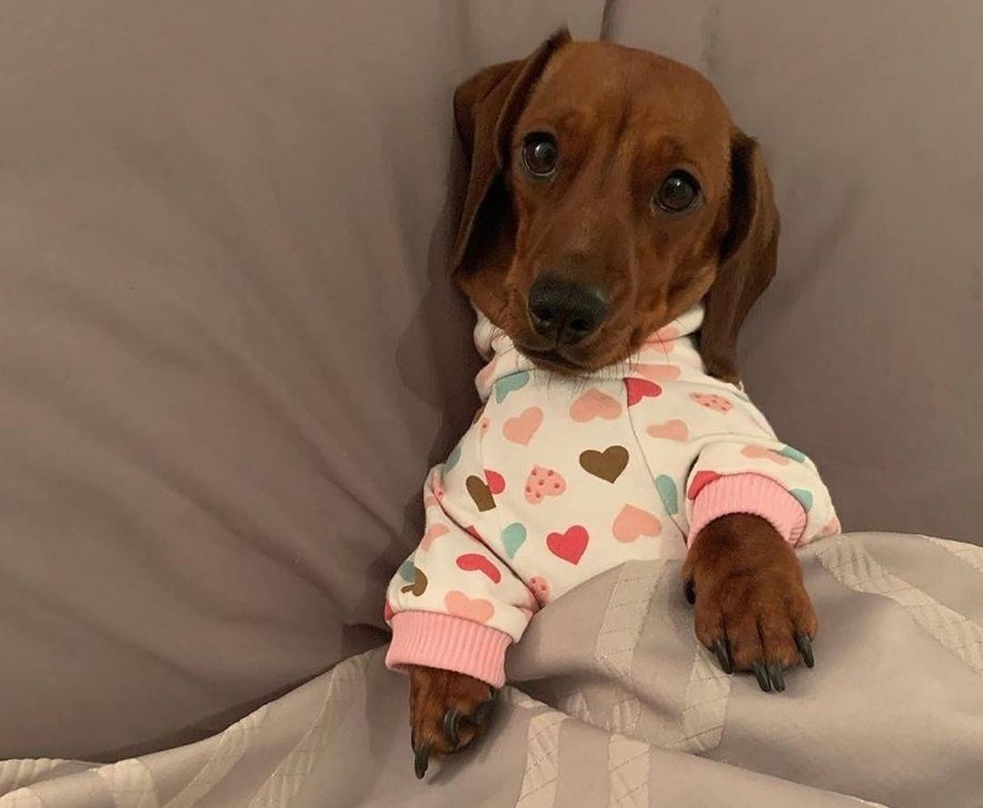 dachshund dog pajamas dach planet