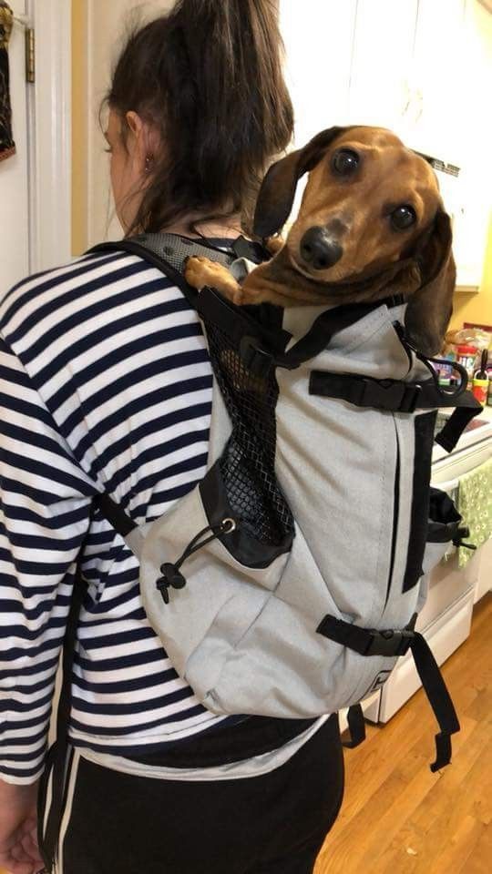 carrier backpack for dachshund