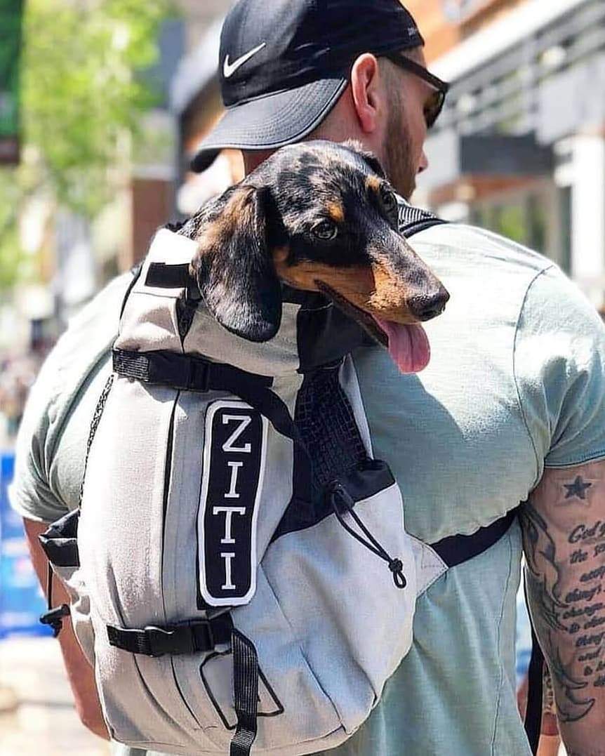 carrier backpack for dachshund