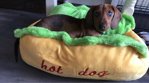 dachshund bed hot dog dach planet