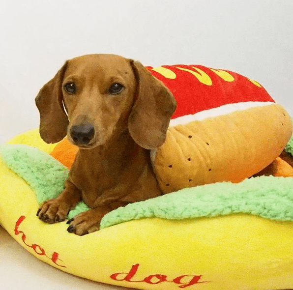 dachshund bed hot dog dach planet