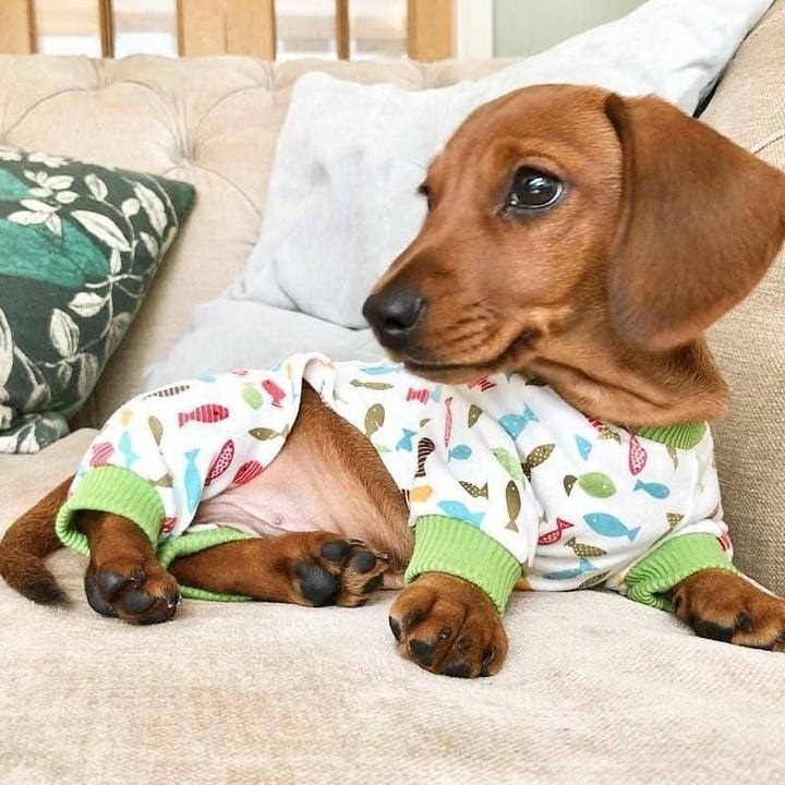 dachshund dog pajamas dach planet fish