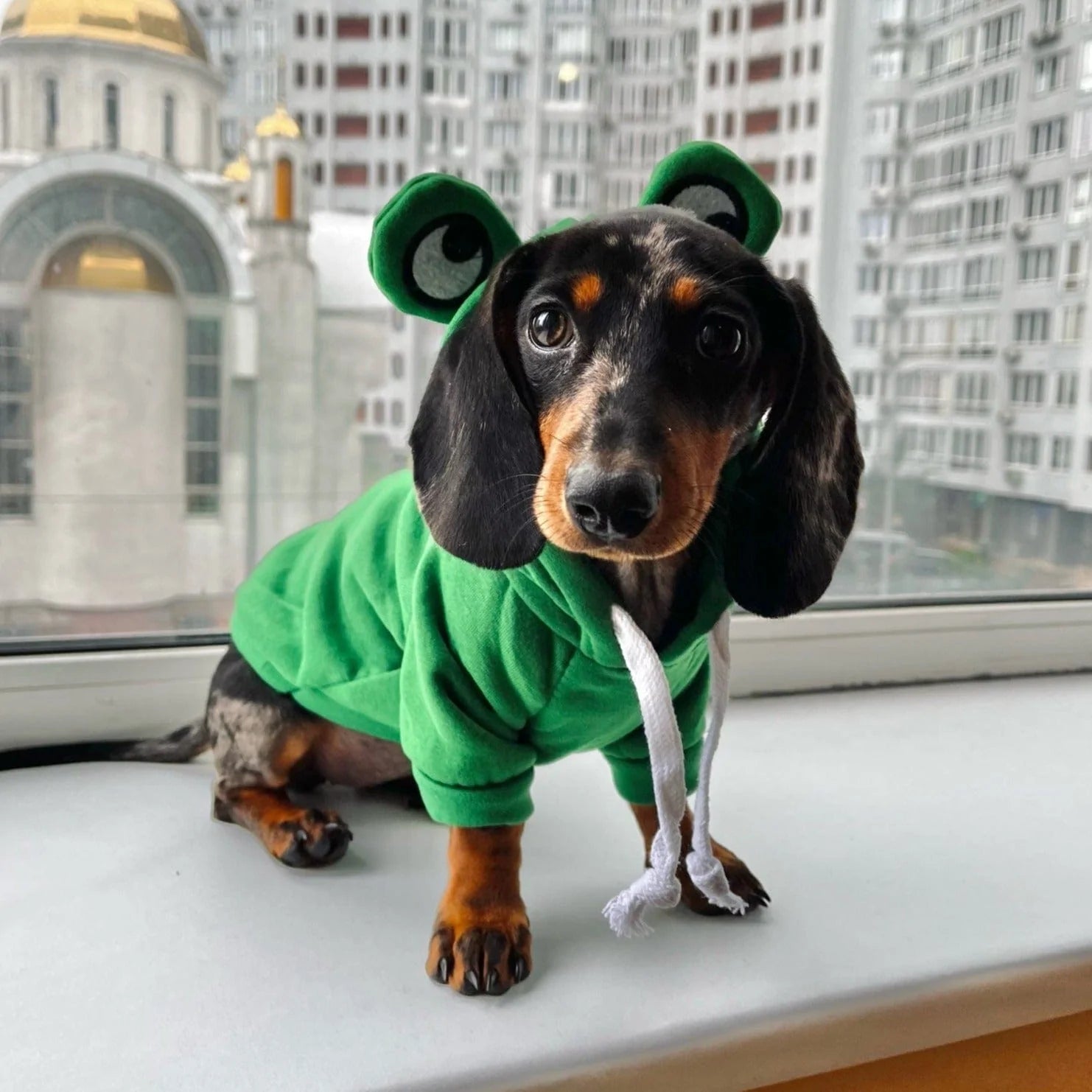 Frog Dachshund Dog Hoodie