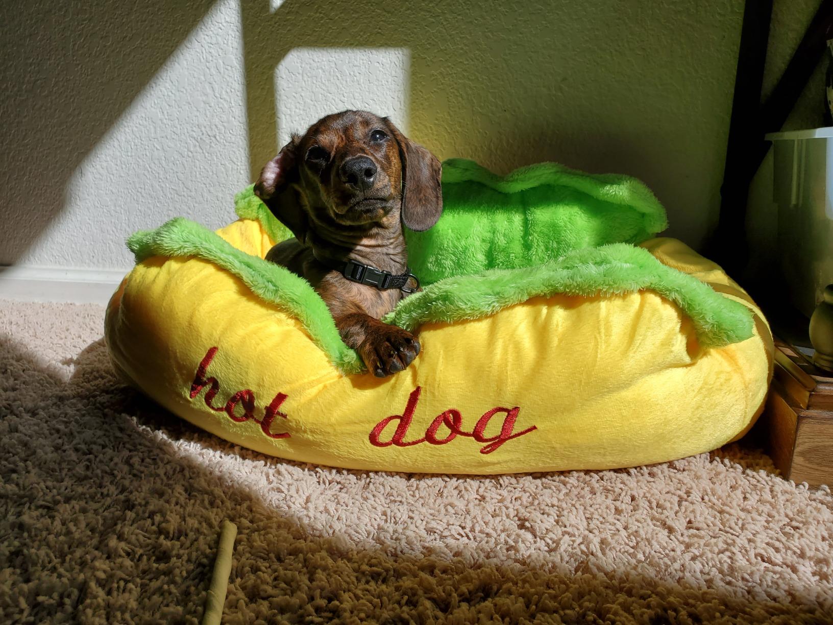 dachshund bed hot dog dach planet