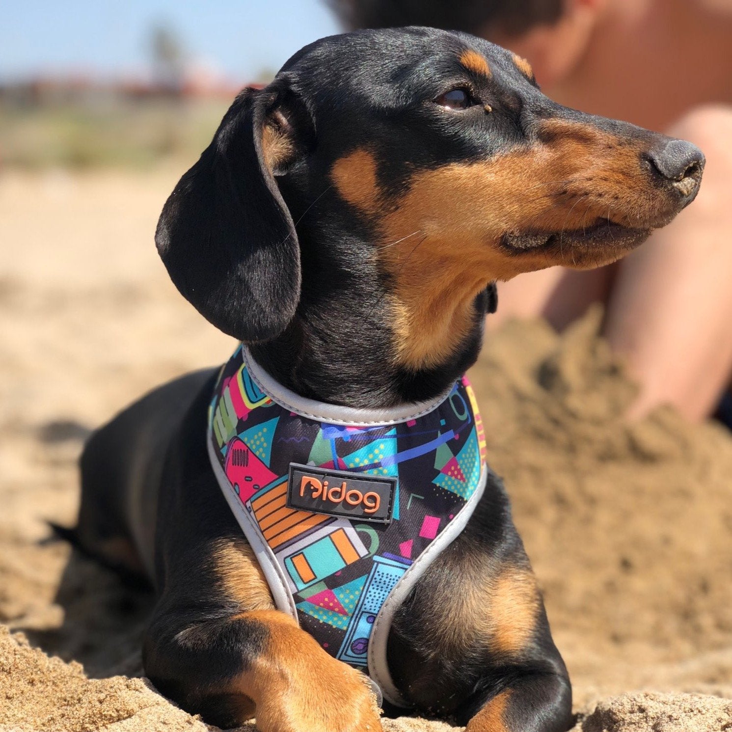 harness for dachshund