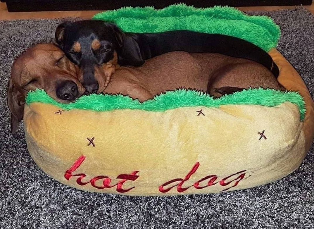 dachshund bed hot dog dach planet