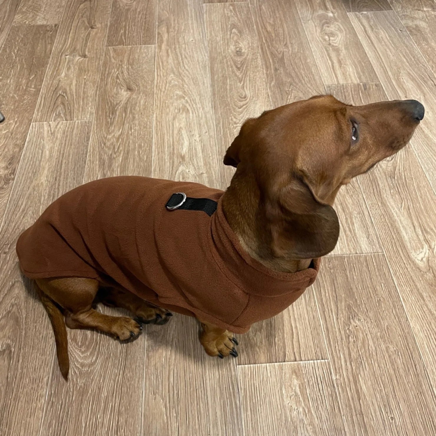 fleece dachshund dog winter vest by dach planet