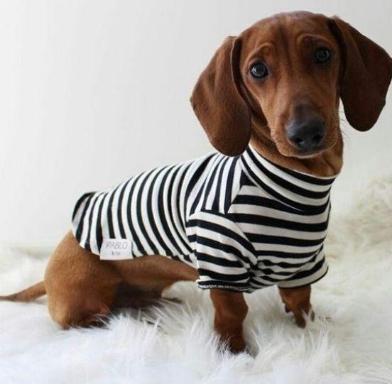 cute dachshund dog pajamas