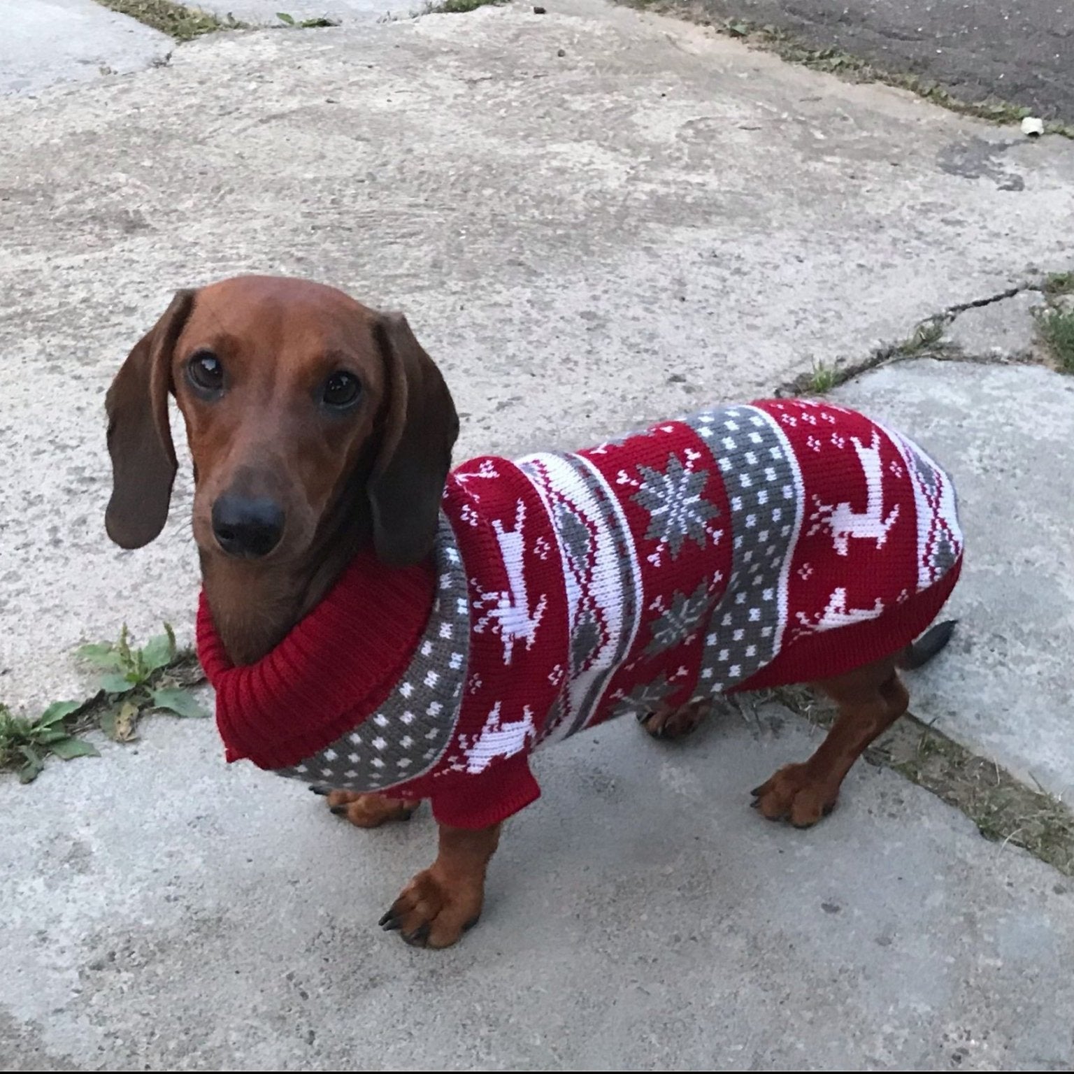 christmas sweater for dachshund xmas dach planet