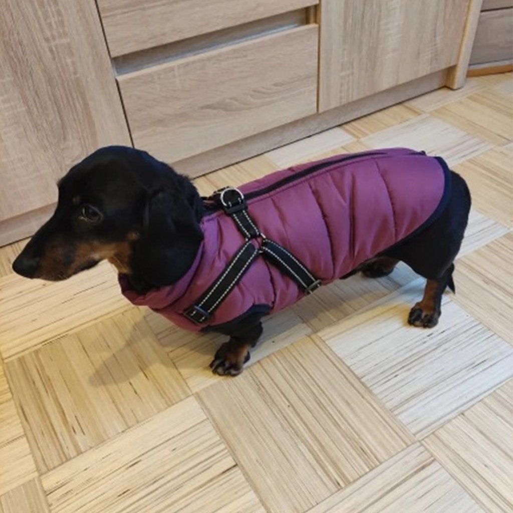 dachshund dog jacket with harness vest dachplanet