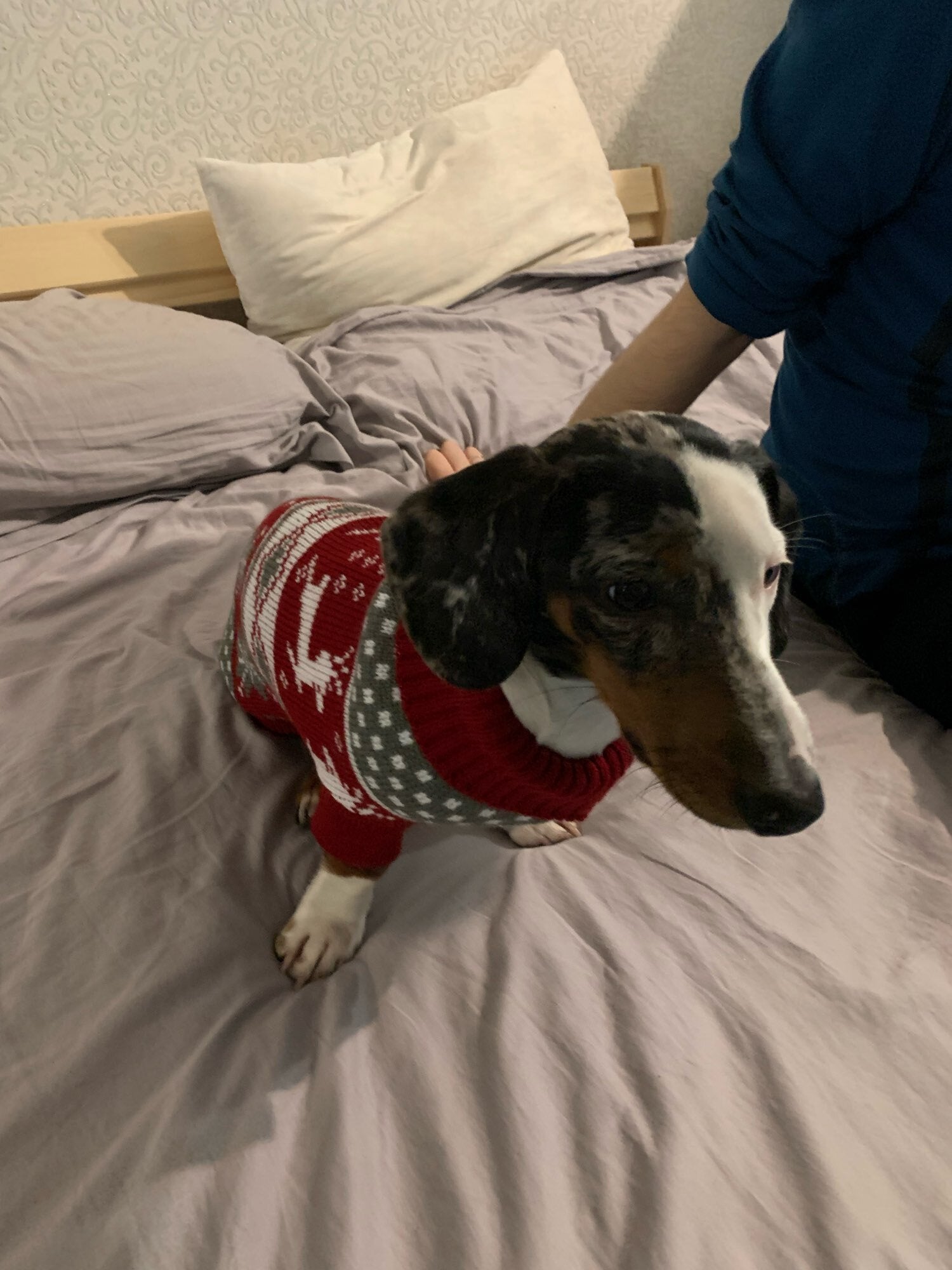 christmas sweater for dachshund xmas dach planet