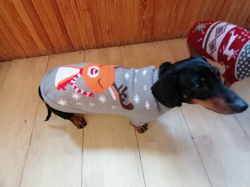 christmas sweater for dachshund xmas dach planet