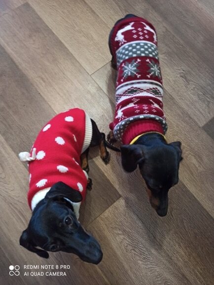 christmas sweater for dachshund xmas dach planet