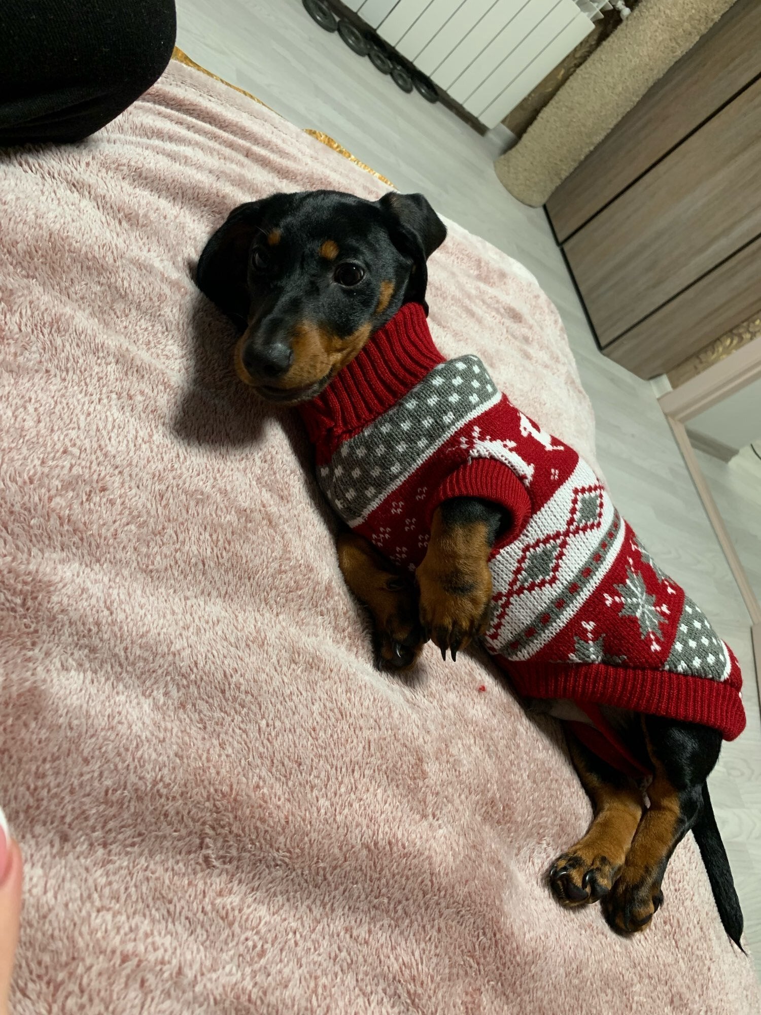 christmas sweater for dachshund xmas dach planet