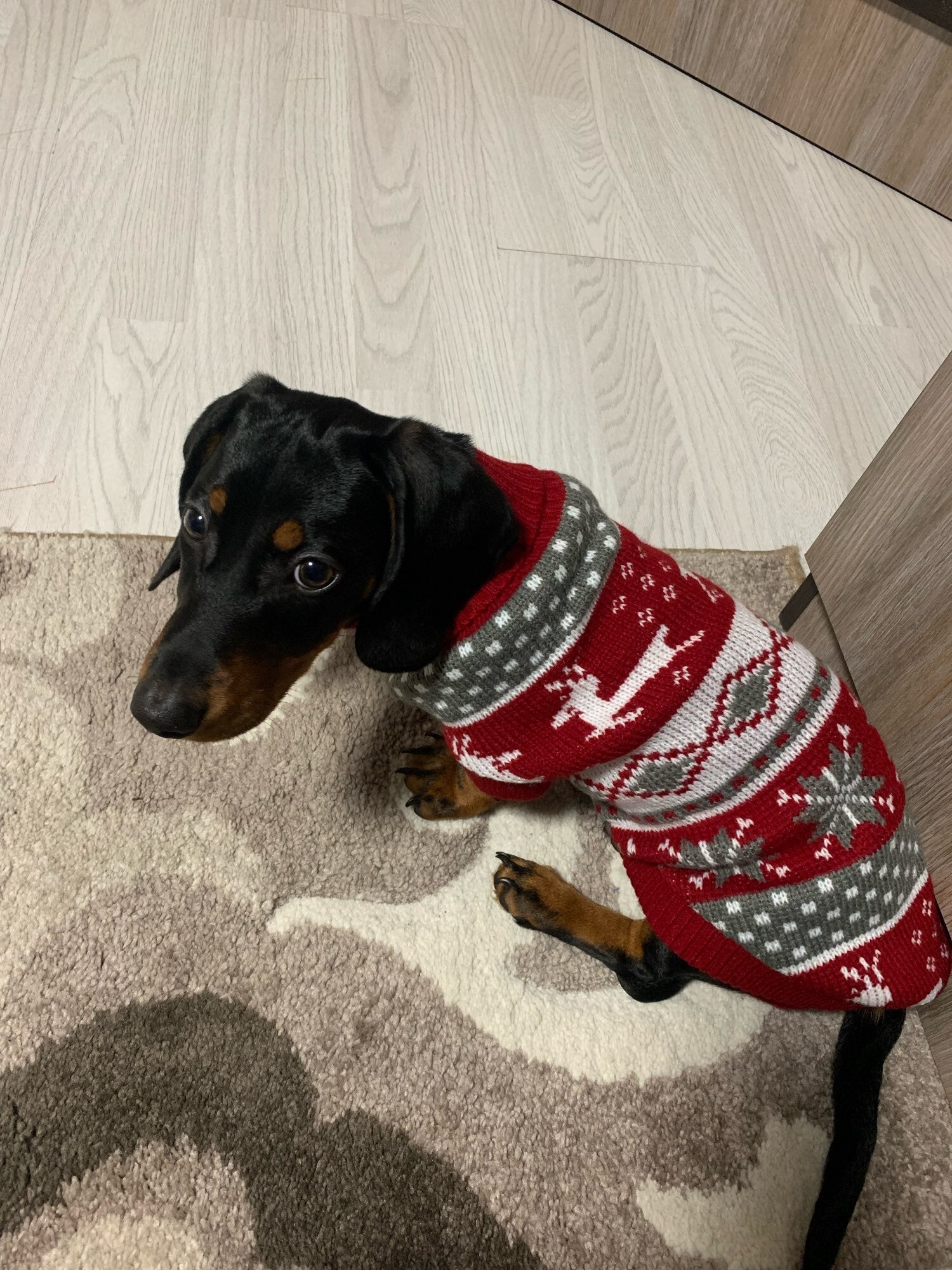 christmas sweater for dachshund xmas dach planet