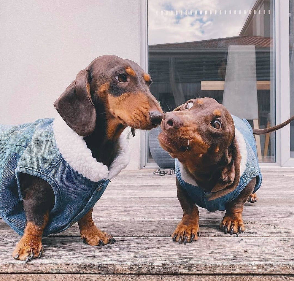 dachshund winter denim jacket dach planet