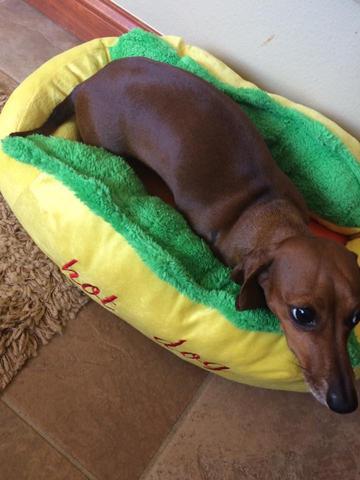 dachshund bed hot dog dach planet