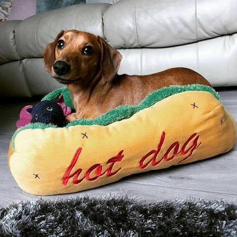 dachshund bed hot dog dach planet