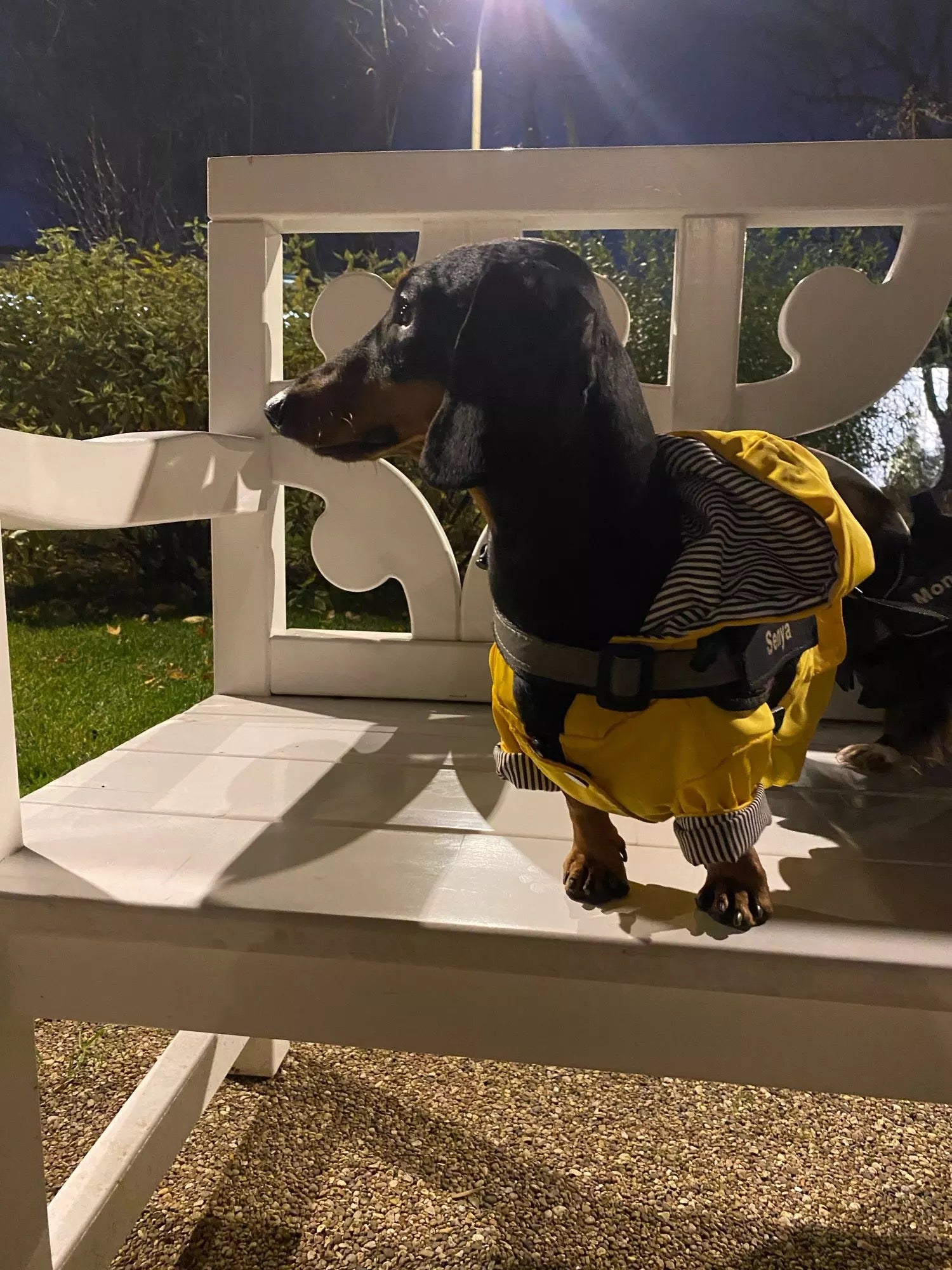 yellow dog raincoat for dachshunds