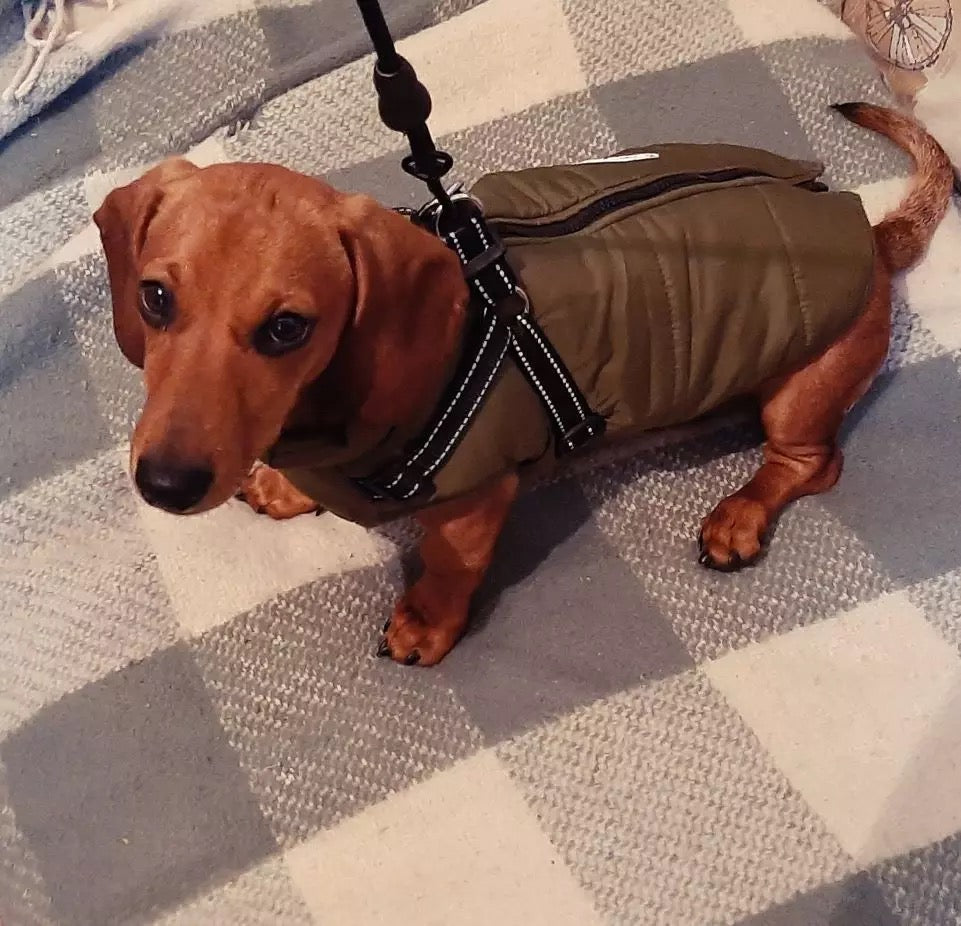 dachshund dog jacket with harness vest green