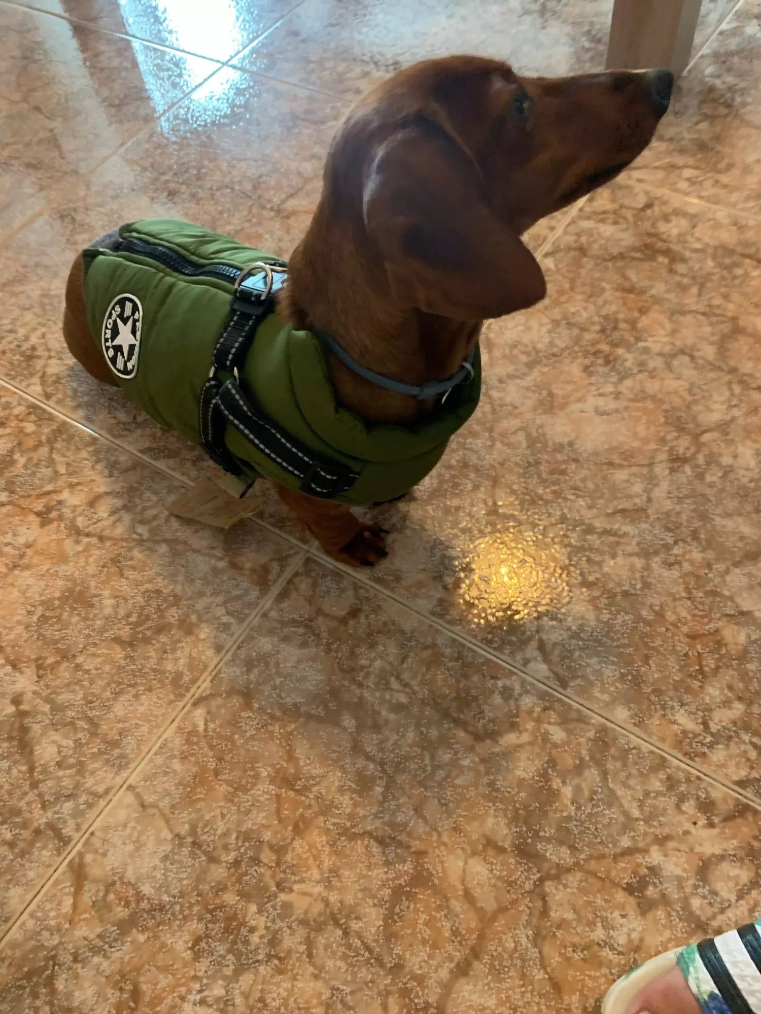 dachshund dog jacket with harness vest green