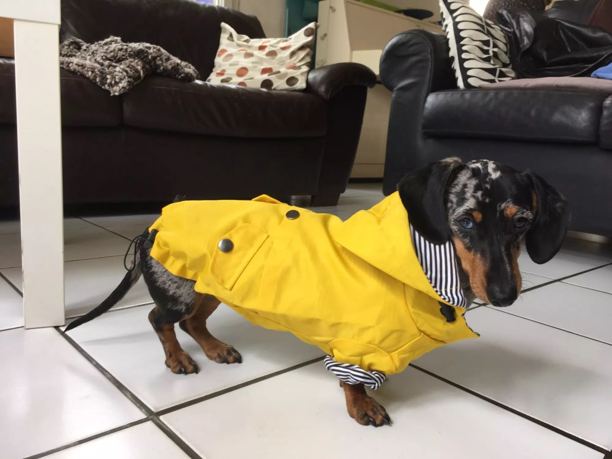 yellow dog raincoat for dachshunds